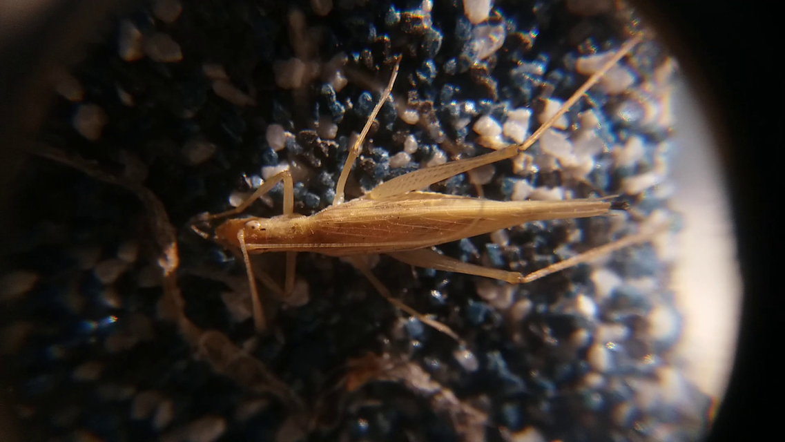 Oecanthus pellucens - pirregőtücsök