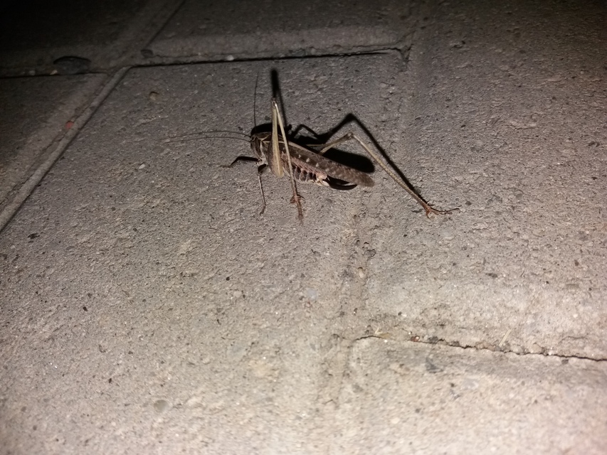 Platycleis affinis - púposhasú rétiszöcske