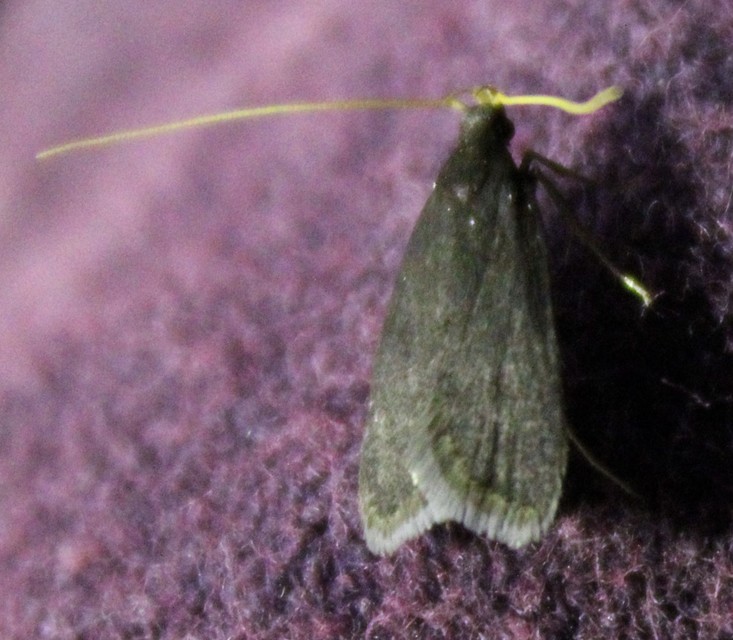 Lecithoceridae - hindumolyfélék