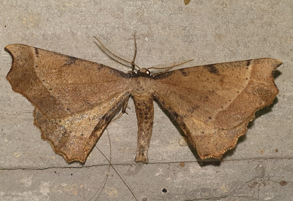 Artiora evonymaria - kecskerágó-araszoló