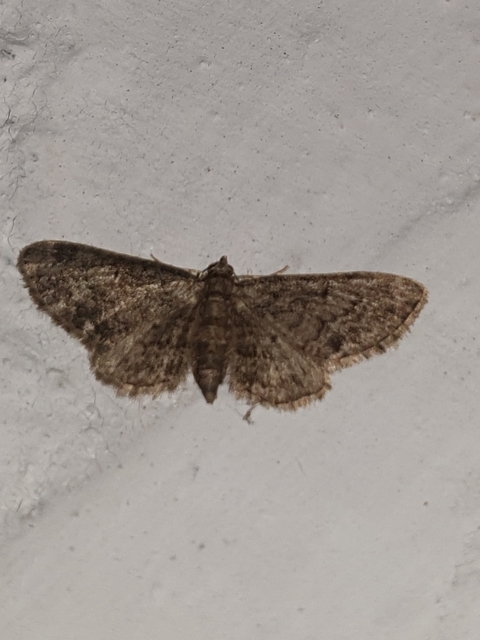 Eupithecia inturbata - juhar-törpearaszoló