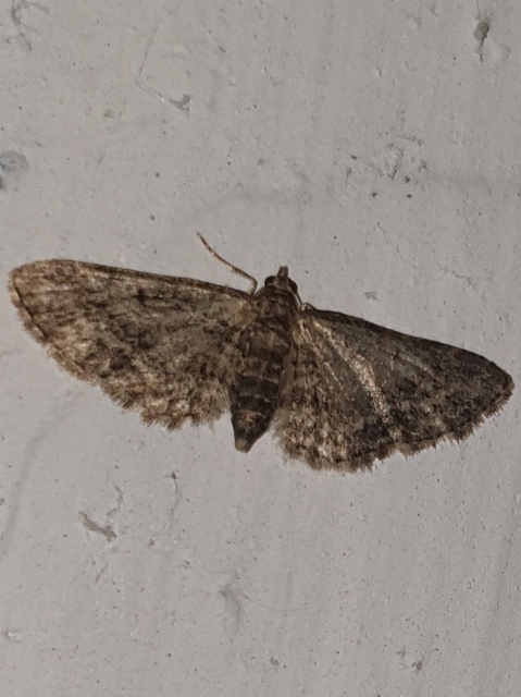 Eupithecia inturbata - juhar-törpearaszoló