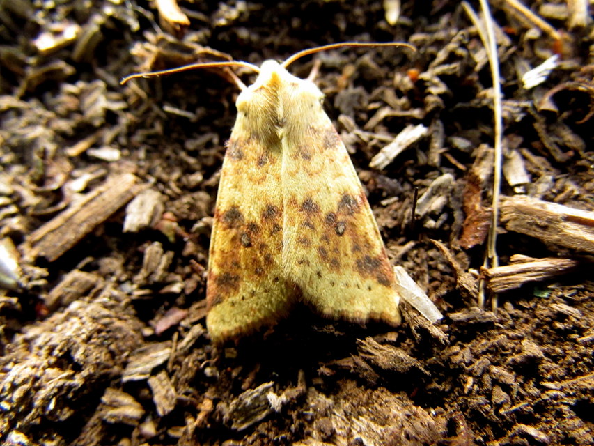 Cirrhia icteritia - nyárfa-sárgabagoly