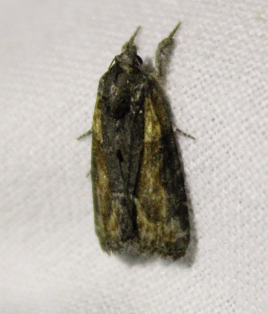 Bryophila raptricula/felina