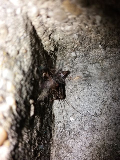 Modicogryllus truncatus - déli homlokjegyestücsök