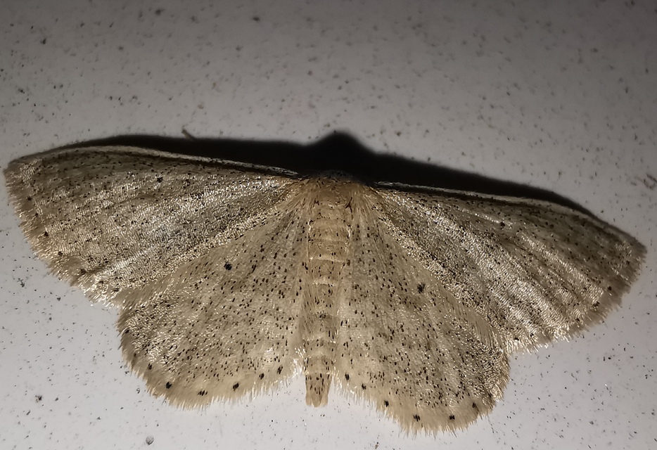 Idaea sylvestraria - szürke sávosaraszoló