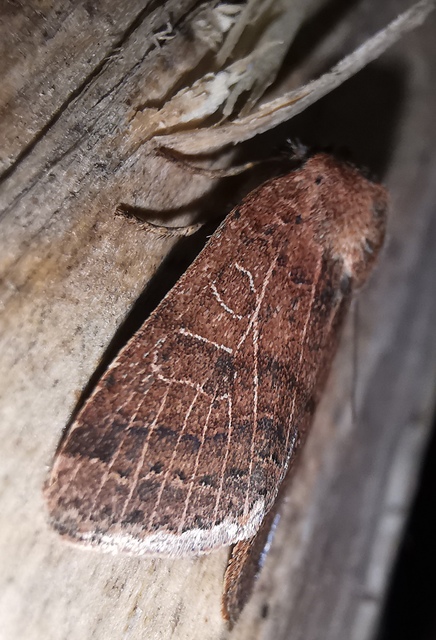 Anchoscelis nitida - rozsdabarna őszibagoly