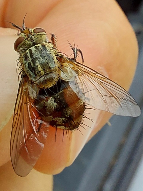 Linnaemya vulpina
