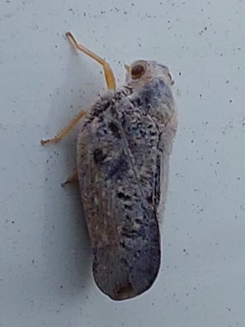 Metcalfa pruinosa - amerikai lepkekabóca