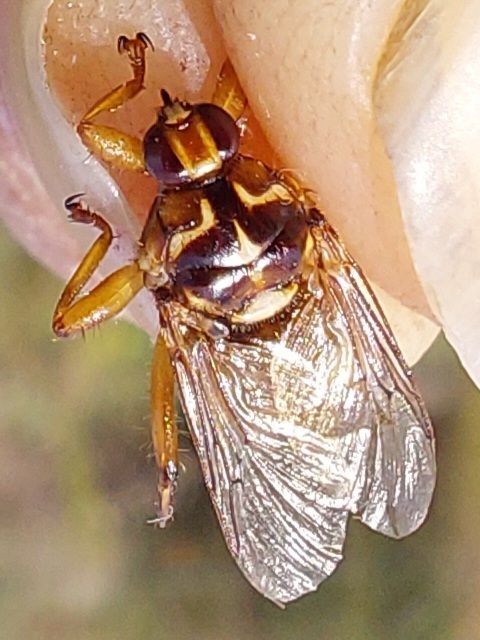 Hippoboscidae - kullancslegyek