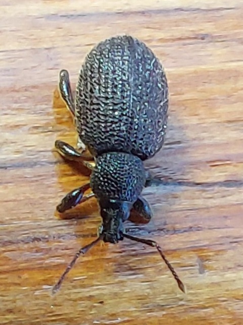 Otiorhynchus rugosostriatus - szamóca-gyalogormányos