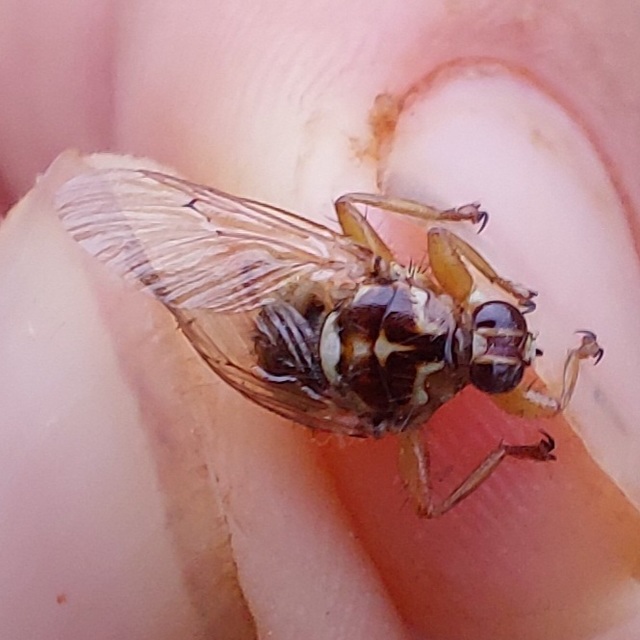 Hippoboscidae - kullancslegyek