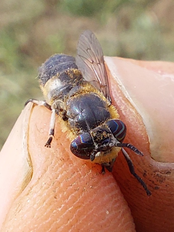 Heptatoma pellucens