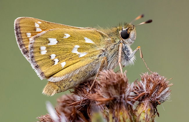 Hesperia comma - vesszős busalepke