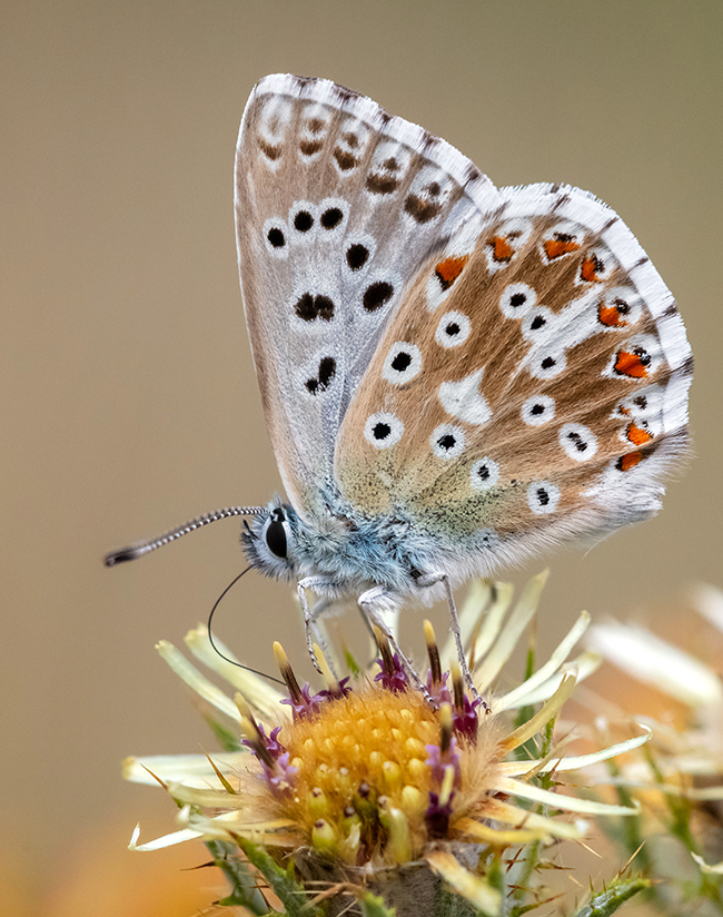 Polyommatus coridon - ezüstkék boglárka