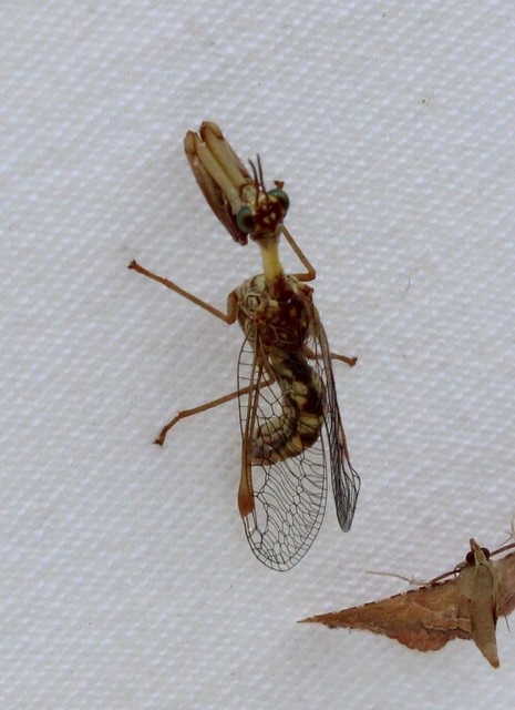 Mantispa styriaca - kétszínű fogólábú-fátyolka