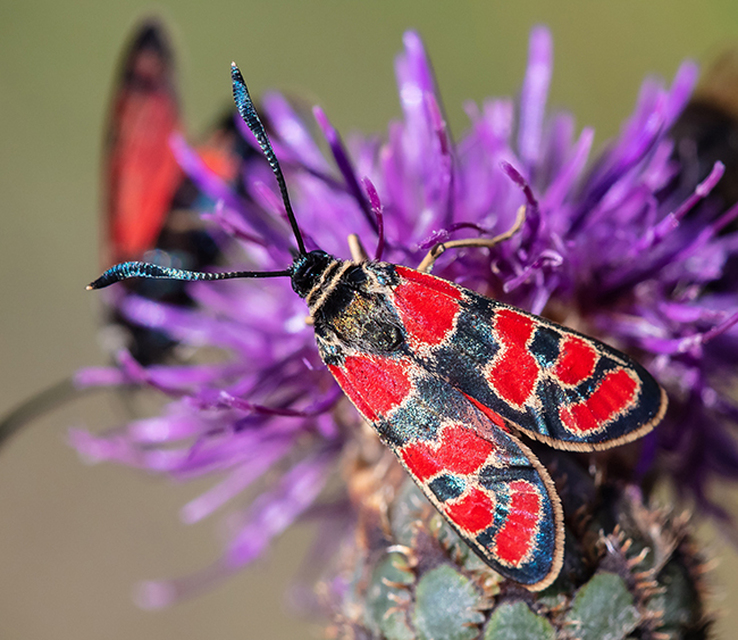 Zygaena carniolica - fehérgyűrűs csüngőlepke
