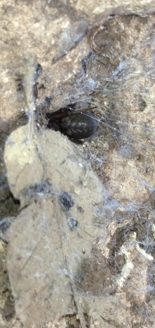 Amaurobius