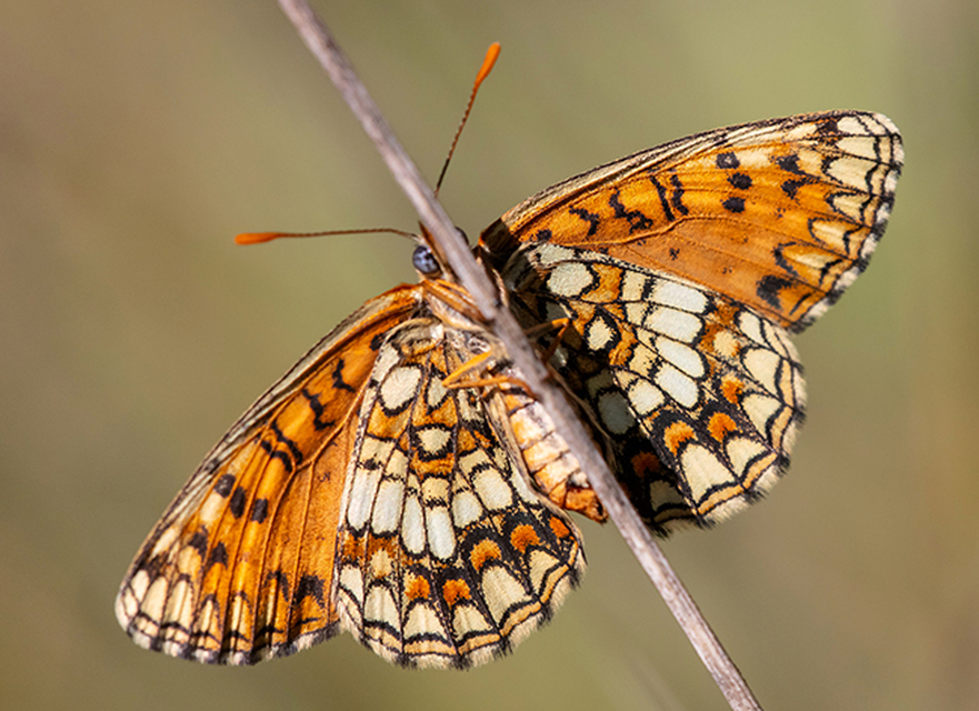 Melitaea aurelia - recés tarkalepke