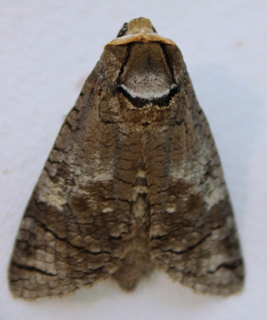 Cossus cossus - fűzfarontólepke