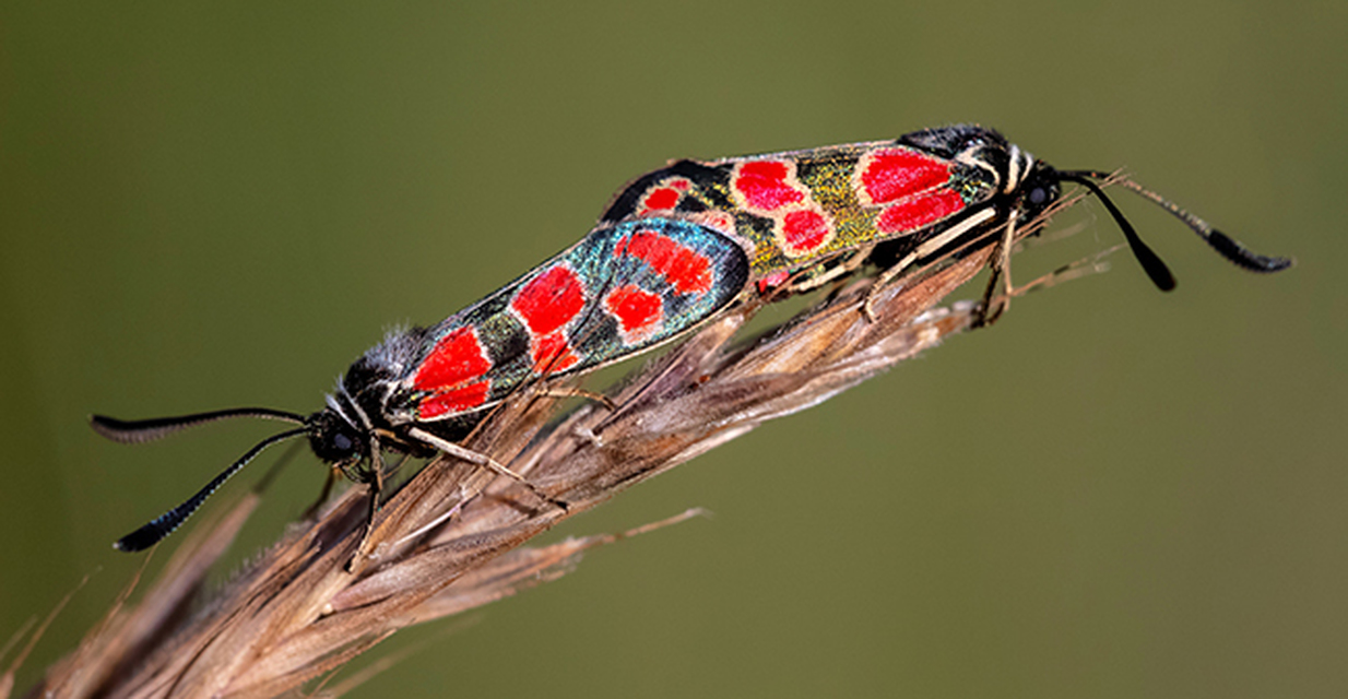 Zygaena carniolica - fehérgyűrűs csüngőlepke