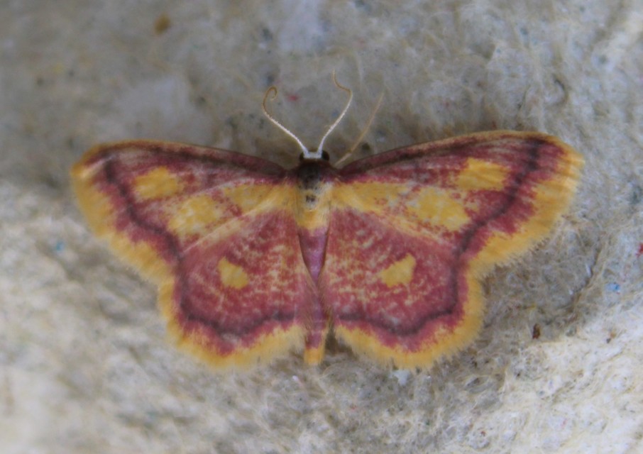 Idaea muricata - mocsári pirosaraszoló