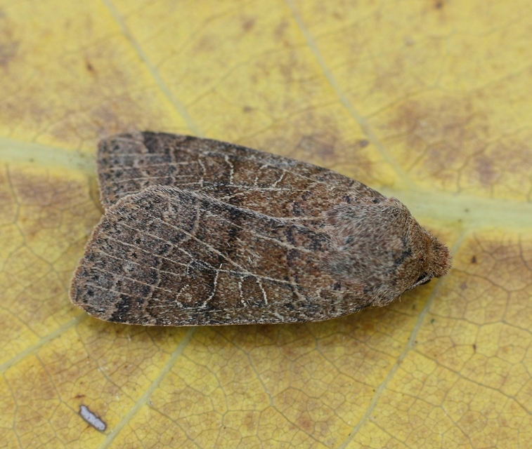 Anchoscelis nitida - rozsdabarna őszibagoly