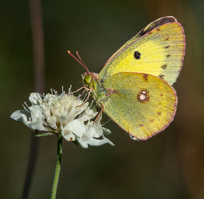 Colias erate - csángó-kéneslepke