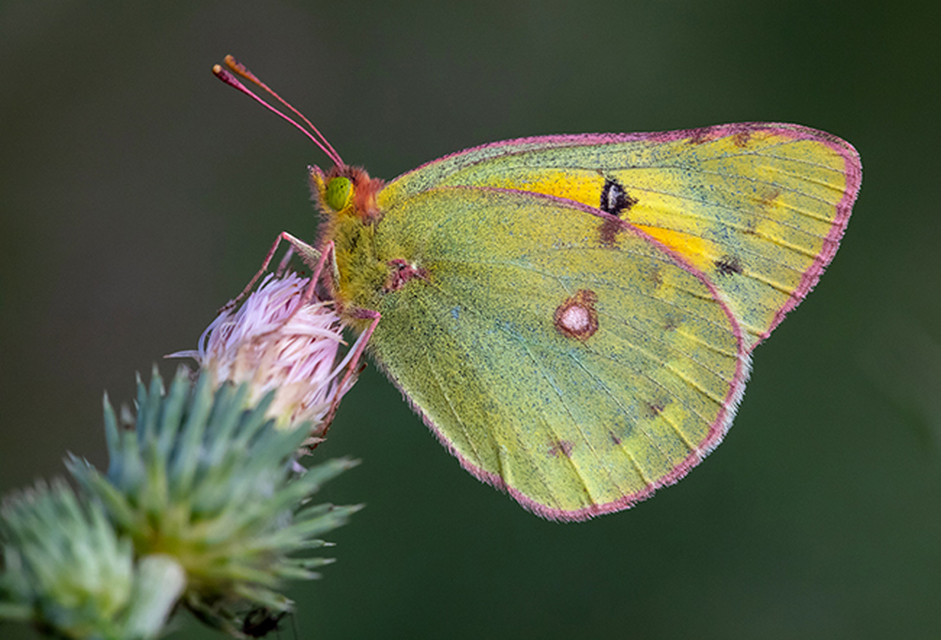 Colias chrysotheme - dolomit-kéneslepke