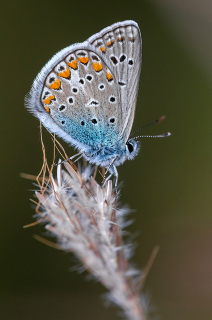 Polyommatus thersites - ibolyaszín boglárka