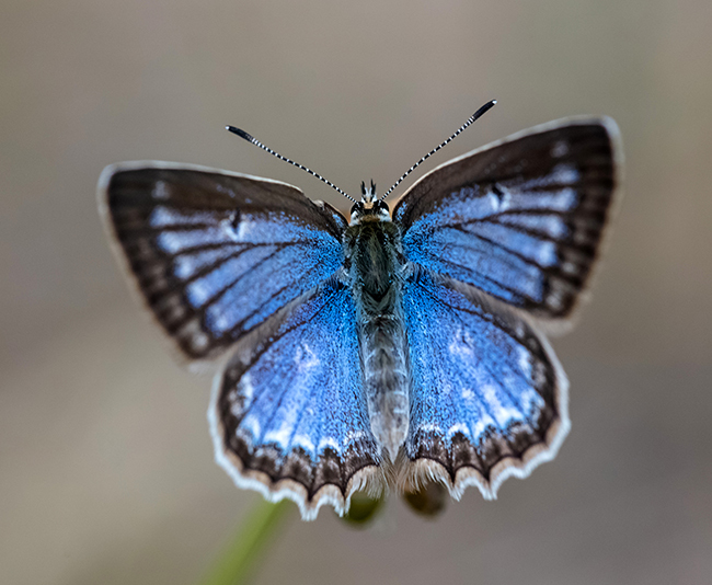 Polyommatus daphnis - csipkés boglárka