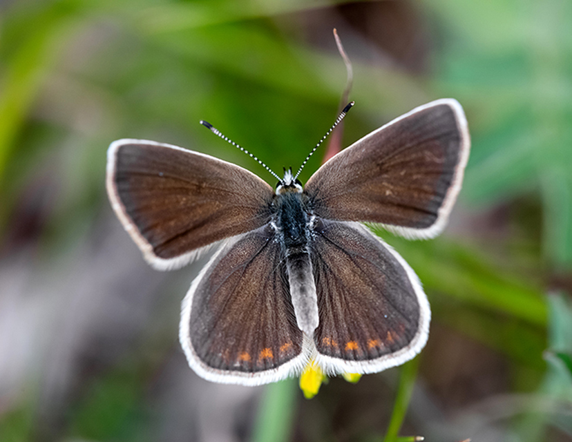 Polyommatus dorylas - fénylő boglárka