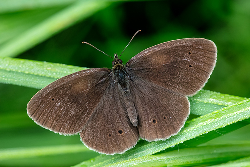 Aphantopus hyperanthus - közönséges ökörszemlepke