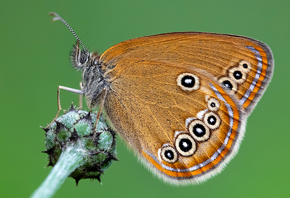 Coenonympha oedippus - ezüstsávos szénalepke
