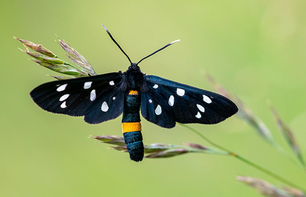 Amata phegea - fehérpettyes álcsüngőlepke