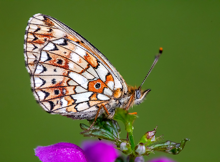 Boloria selene - fakó gyöngyházlepke