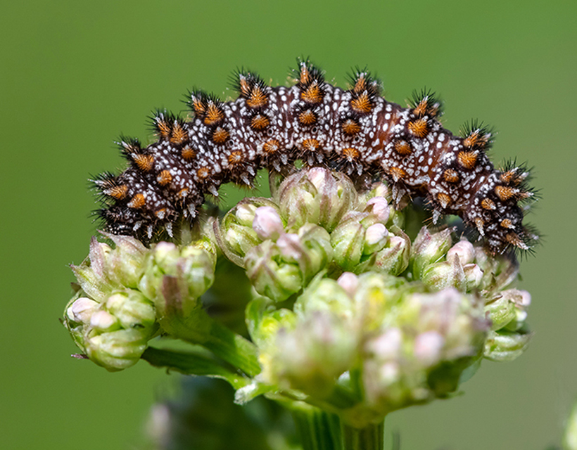 Melitaea diamina - kockás tarkalepke