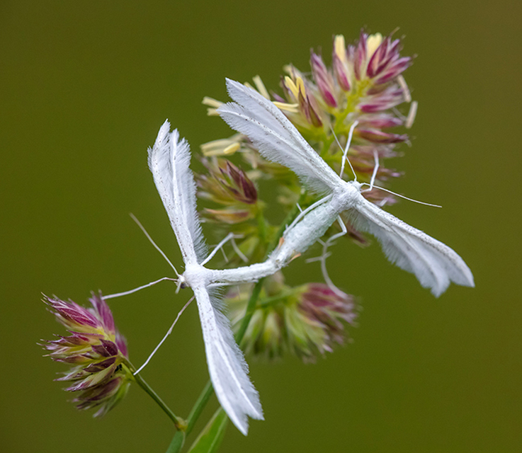Pterophorus pentadactyla - fehér tollasmoly