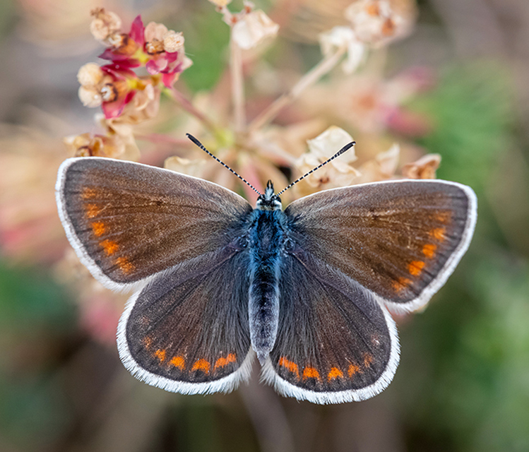 Polyommatus dorylas - fénylő boglárka
