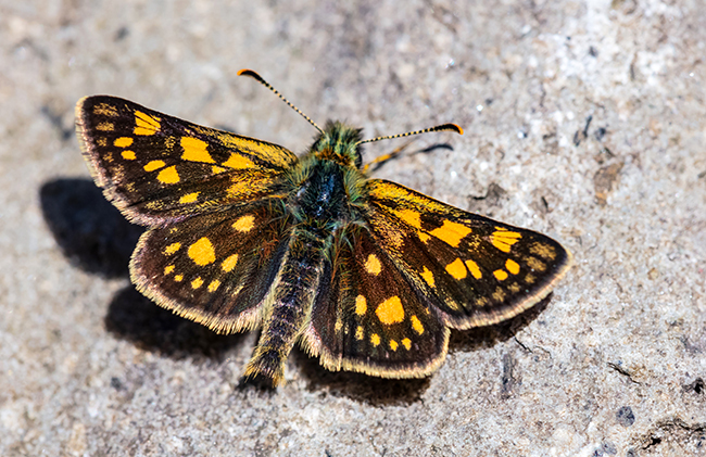 Carterocephalus palaemon - kockás busalepke