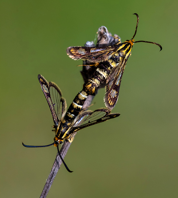 Sesiidae - szitkárfélék