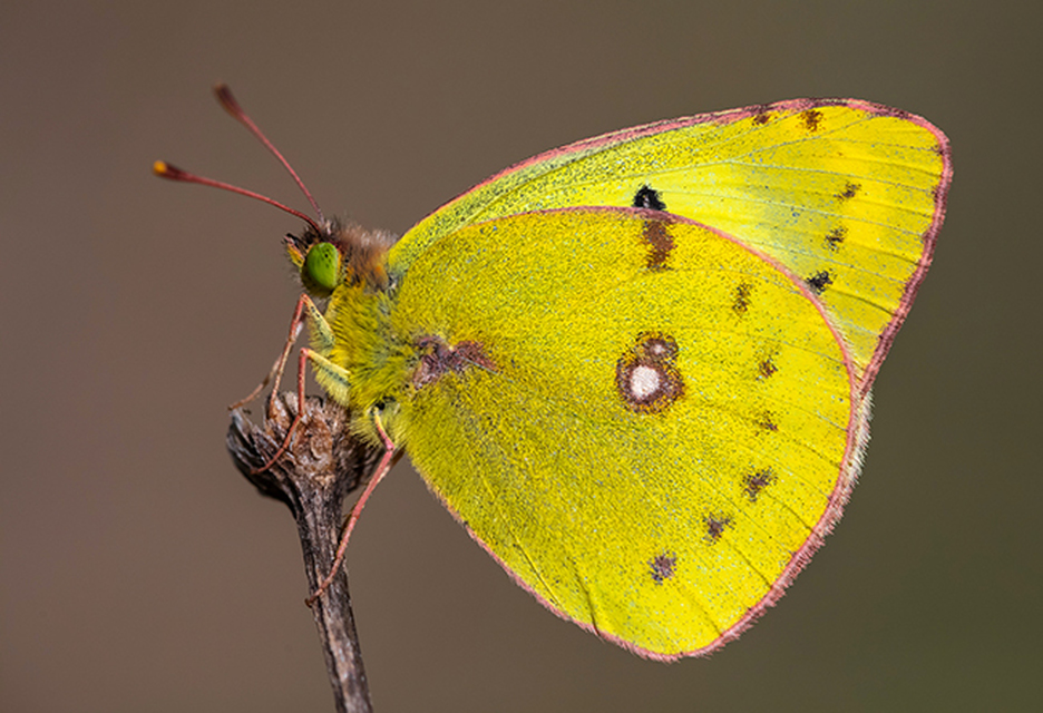 Colias alfacariensis - déli kéneslepke