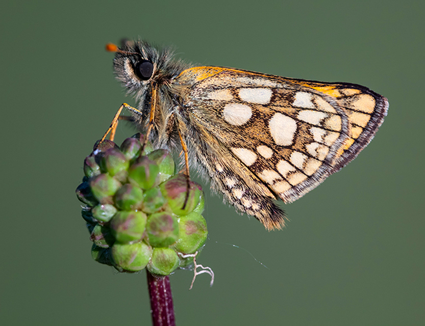 Carterocephalus palaemon - kockás busalepke