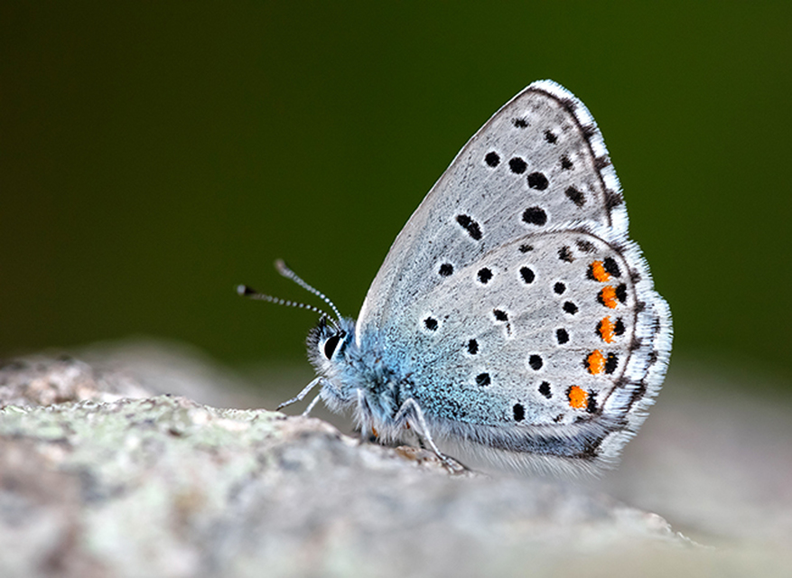 Pseudophilotes schiffermuelleri - apró boglárka