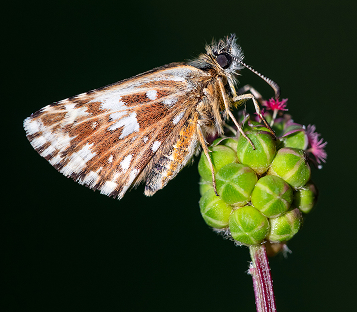 Pyrgus malvae - kis busalepke