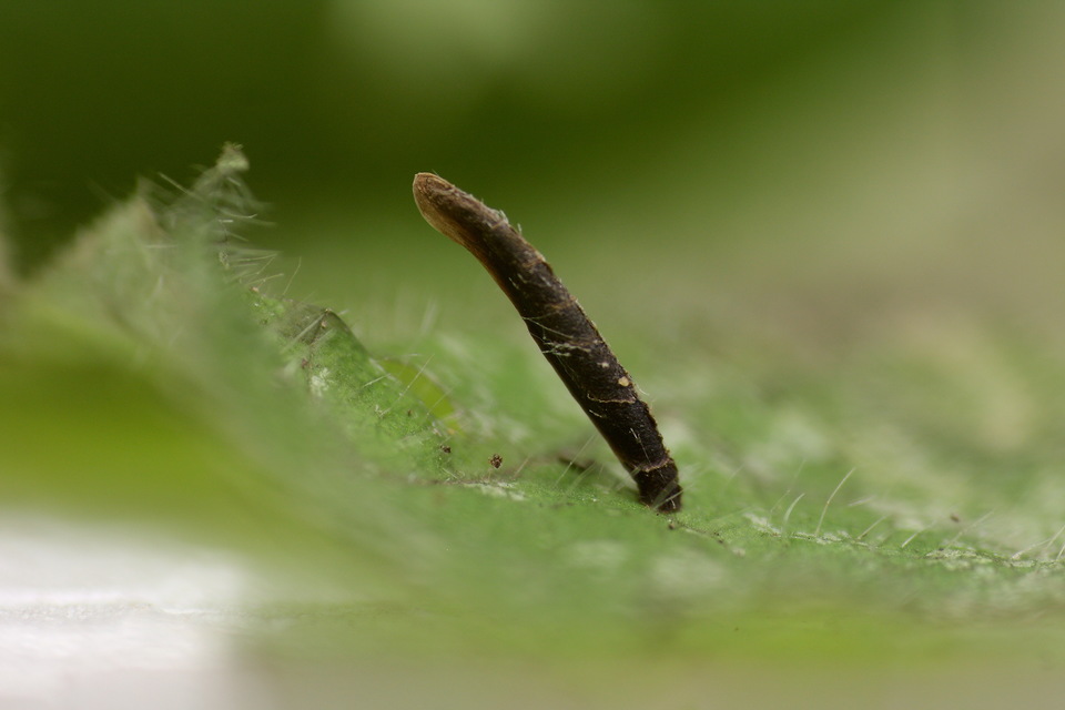 Coleophora albitarsella - árvacsalánlakó zsákosmoly