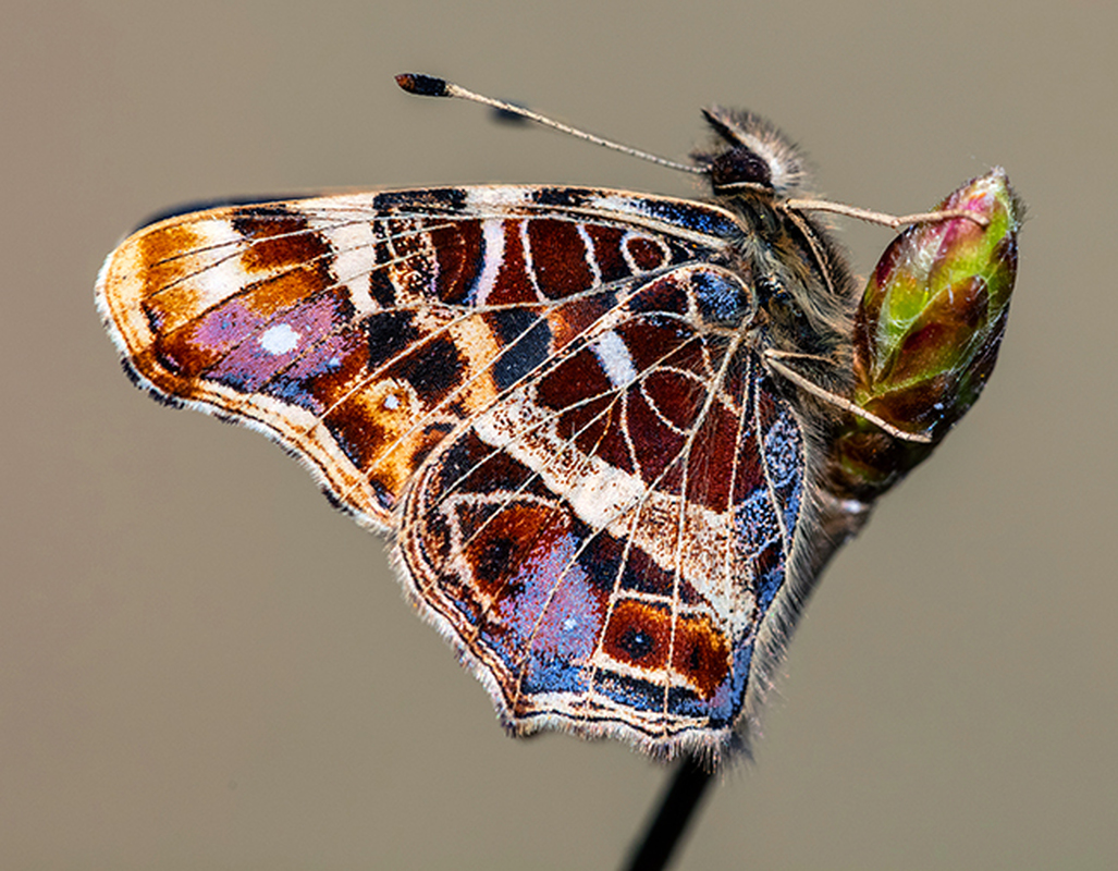Araschnia levana - pókhálós lepke