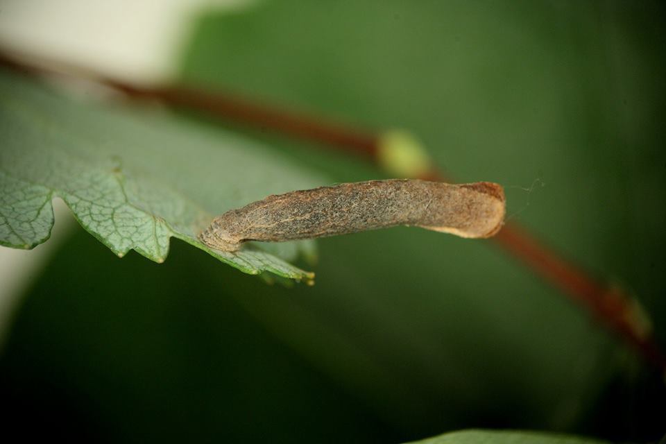 Coleophora spiraeella - gyöngyvessző-zsákosmoly
