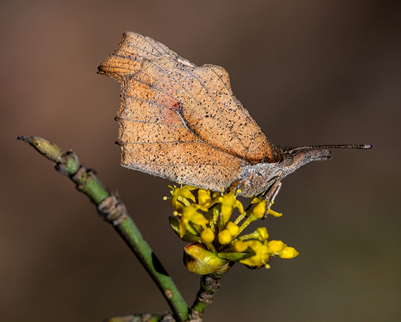 Libythea celtis - csőröslepke