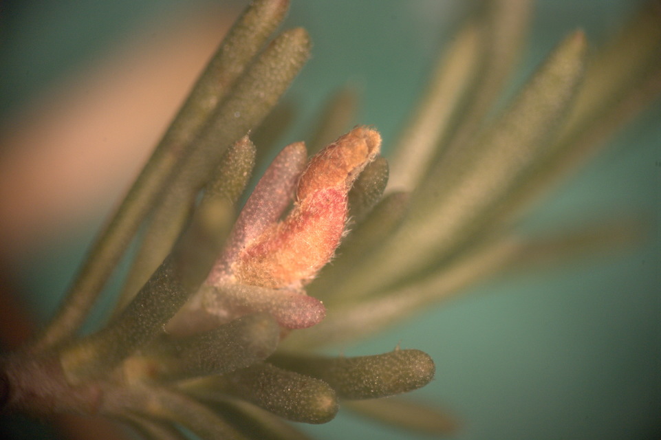 Coleophora bilineella - tetemtoldó-zsákosmoly